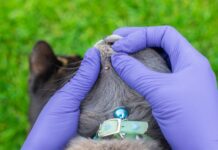 Mascotas en verano: claves para evitar el golpe de calor y las pulgas