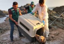 Qué hacer si encuentras un animal marino varado en la playa | VIDEO