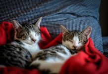 Día del Gato: cómo la dieta extiende la vida de tu mascota