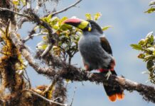Cajamarca crea área de conversación para proteger agua de Jaén
