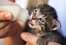 ¿Adoptaste un gato? Guía para una alimentación saludable