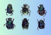 Descubren seis nuevas especies de escarabajos estercoleros en el Perú