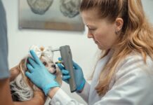 Día del Veterinario: Cuándo llevar a tu mascota al especialista