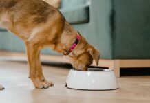 El 70% de cachorros consume una dieta para adultos y pone en riesgo su salud