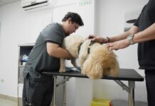 Señales de alerta digestiva y hormonal en perros y gatos