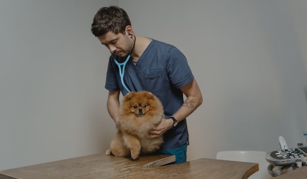 Cuidado de mascotas - Pexels