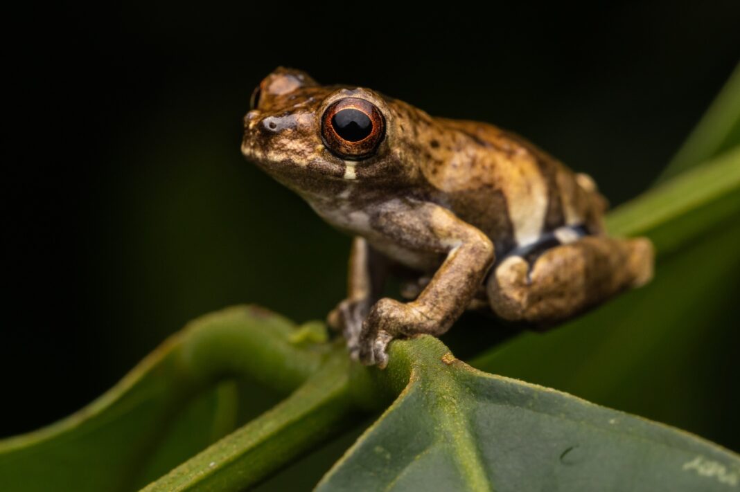 Crean área de conservación Aguas Calientes Maquia en Loreto