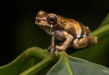 Crean área de conservación Aguas Calientes Maquia en Loreto