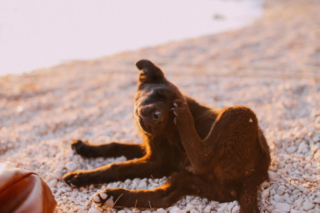 Mascotas alergias