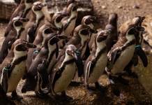 Pingüino de Humboldt al borde del colapso: su población cayó 60% en el Perú
