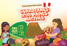 Convocatoria abierta hasta el 31 de agosto: CIP invita a registrar papas nativas del Perú con app de ciencia ciudadana