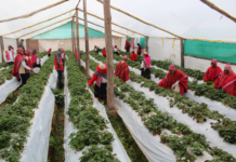 Tecnología agrícola en zonas altas: implementan más de 53 mil fitotoldos para mitigar impacto de heladas en el Perú