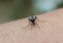 Dengue y doxiciclina: advierten sobre riesgos de tomarla